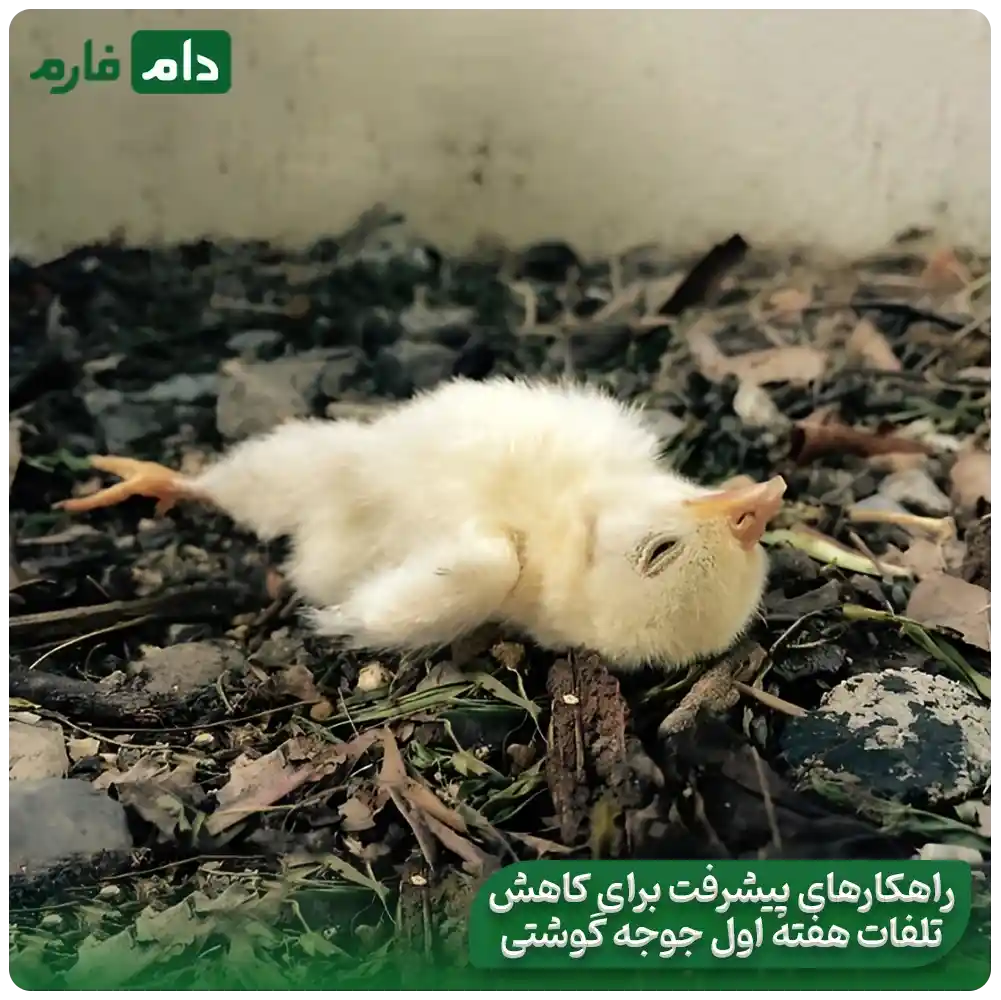 First-week-mortality-of-broiler-chickens-review-mortality-rate-and-strategies-for-reducing-it