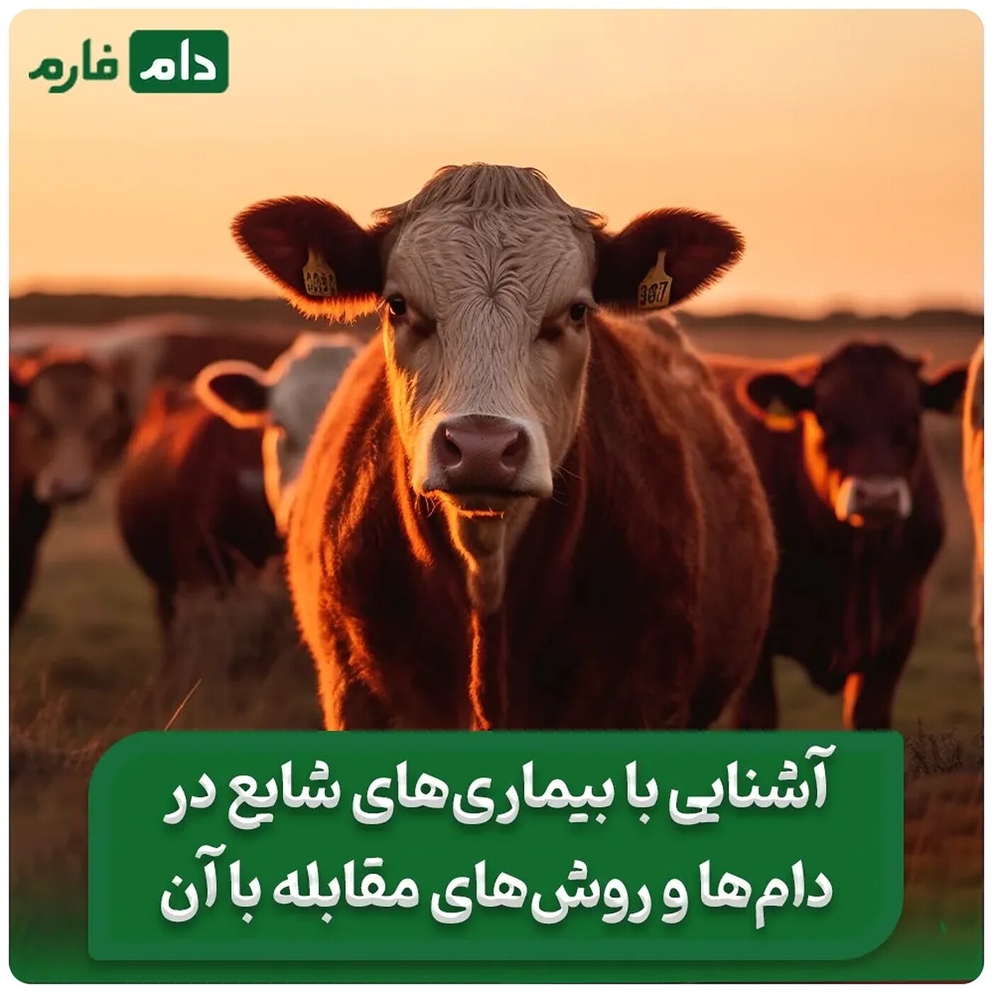 انواع_بیماری_های_دام_و_راه_های_پیشگیری_و_درمان_آنها