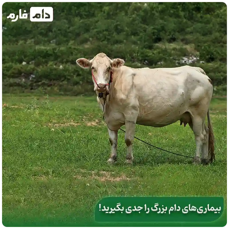 Types-of-animal-and-respiratory-diseases-and-their