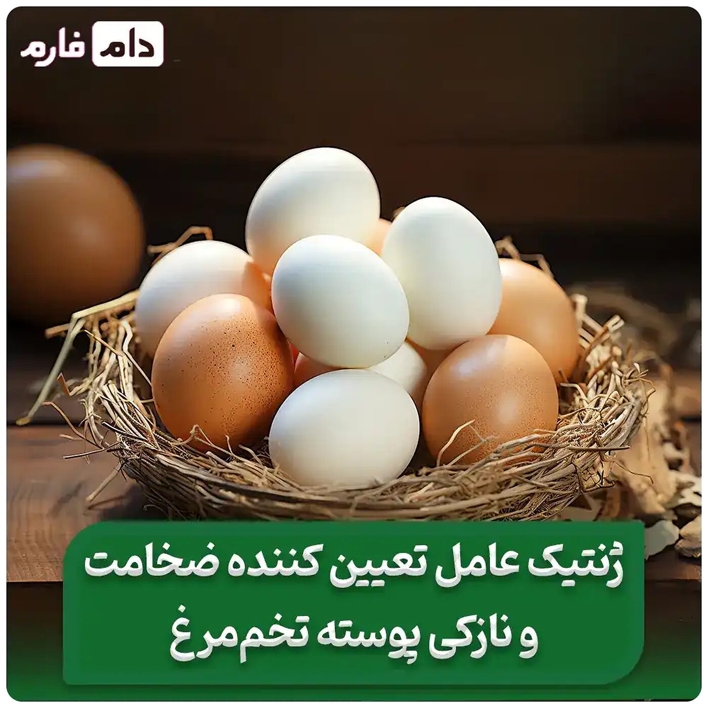 تأثیر_ژنتیک_بر_ضخامت_و_نازکی_پوسته_تخم‌_مرغ