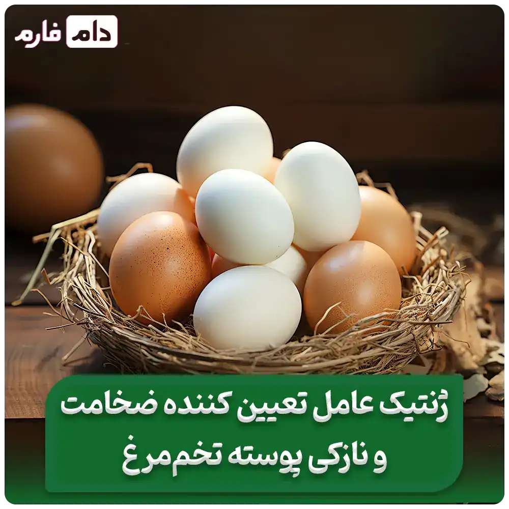 تأثیر_ژنتیک_بر_ضخامت_و_نازکی_پوسته_تخم‌_مرغ