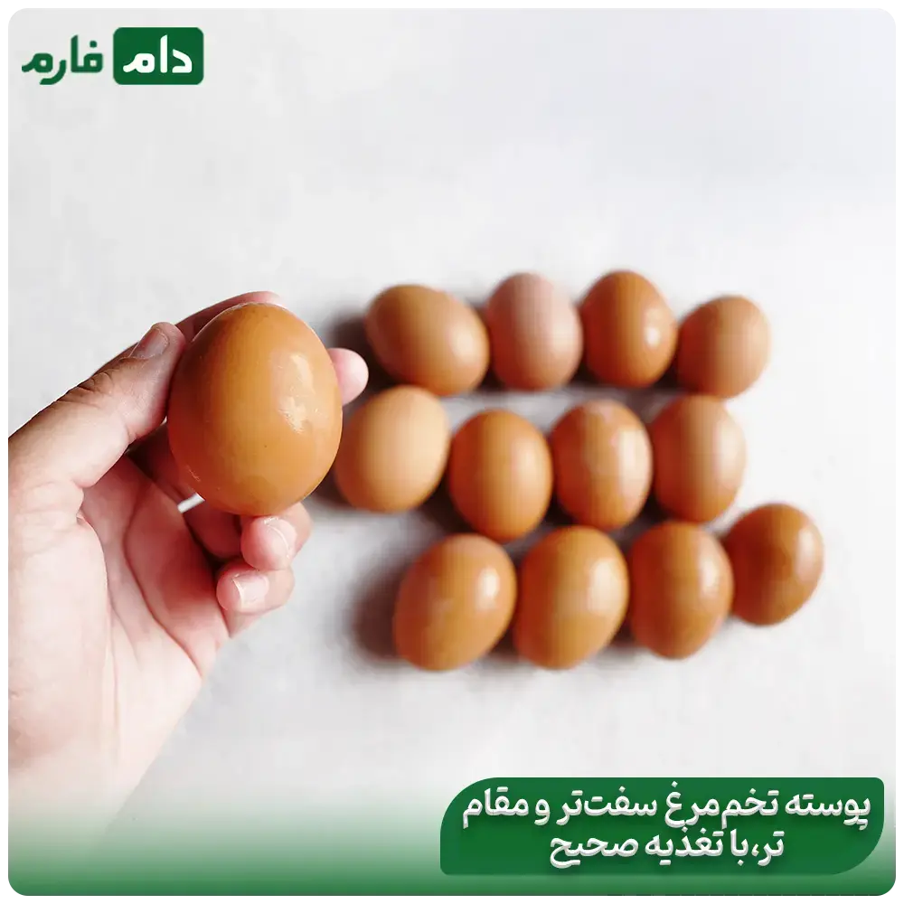 The-influence-of-genetics-on-egg-shell-thickness-and-thinness