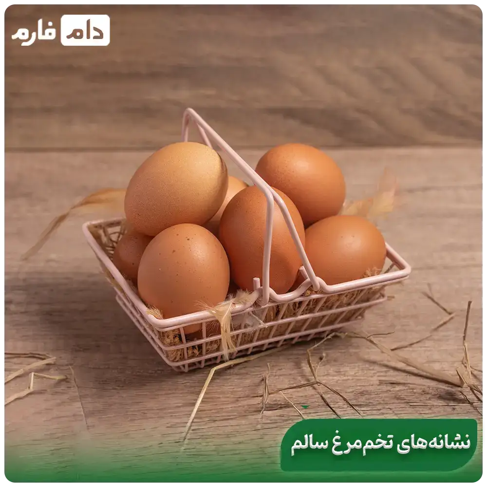 The-influence-of-genetics-on-egg-shell-thickness-and-thinness