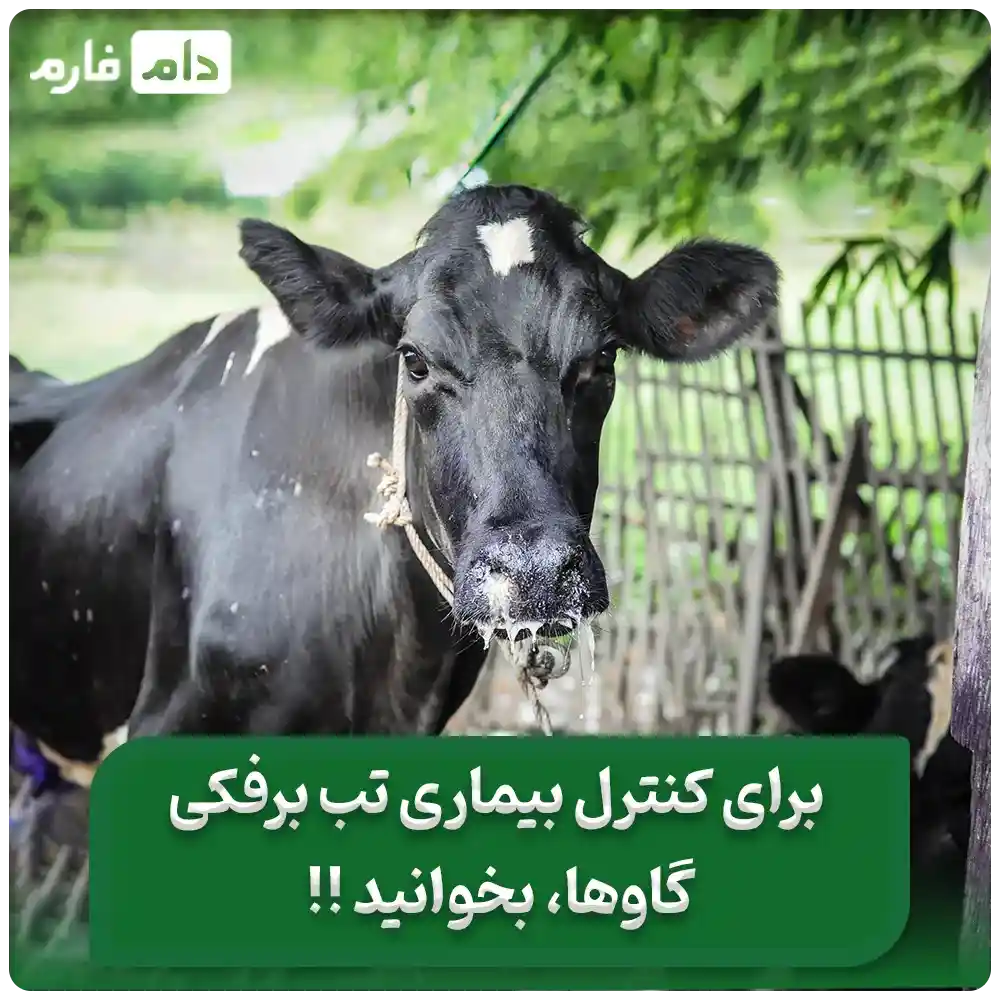 _درمان_و_پیشگیری_از_بیماری_تب_برفکی_در_گاو