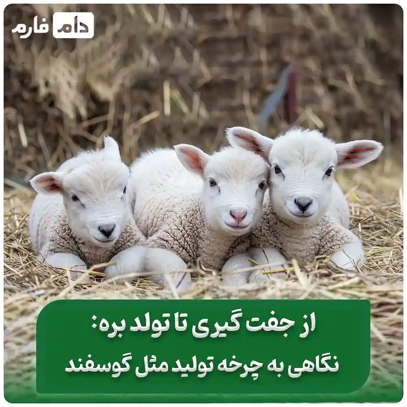 __از_جفت‌گیری_تا_تولد_بره:_نگاهی_به_چرخه_تولیدمثل_گوسفند