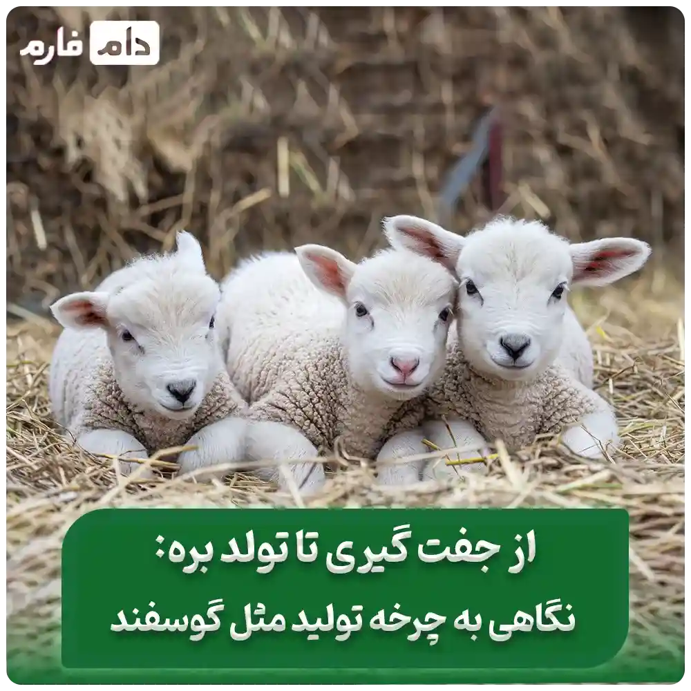 __از_جفت‌گیری_تا_تولد_بره:_نگاهی_به_چرخه_تولیدمثل_گوسفند