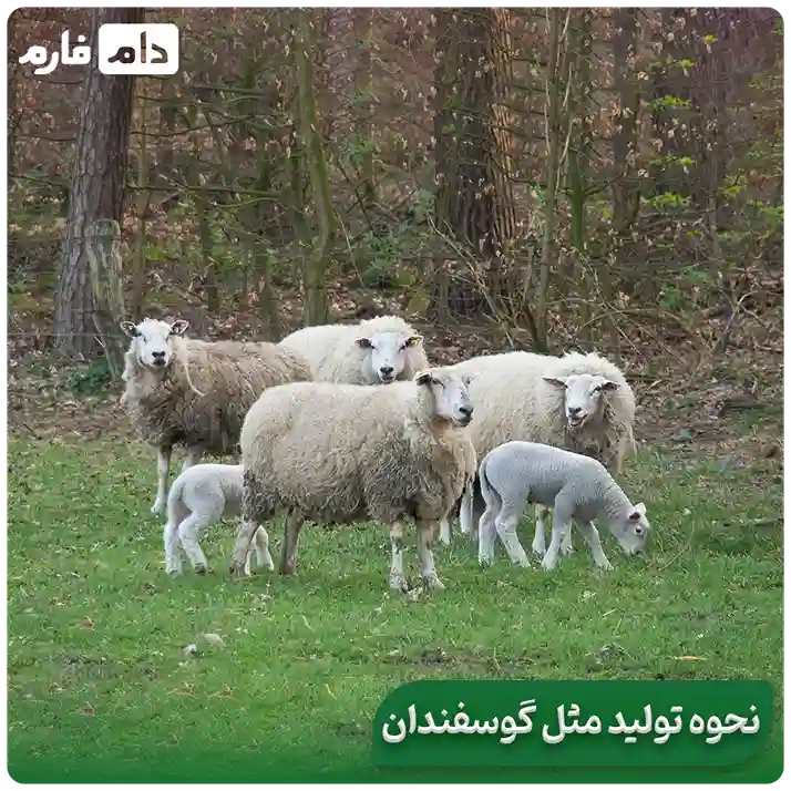 From-mating-to-lambing-A-look-at-the-sheep-reproductive-cycle