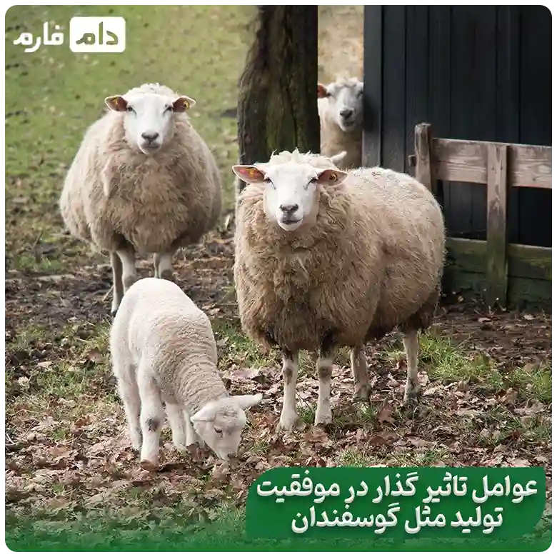 From-mating-to-lambing-A-look-at-the-sheep-reproductive-cycle