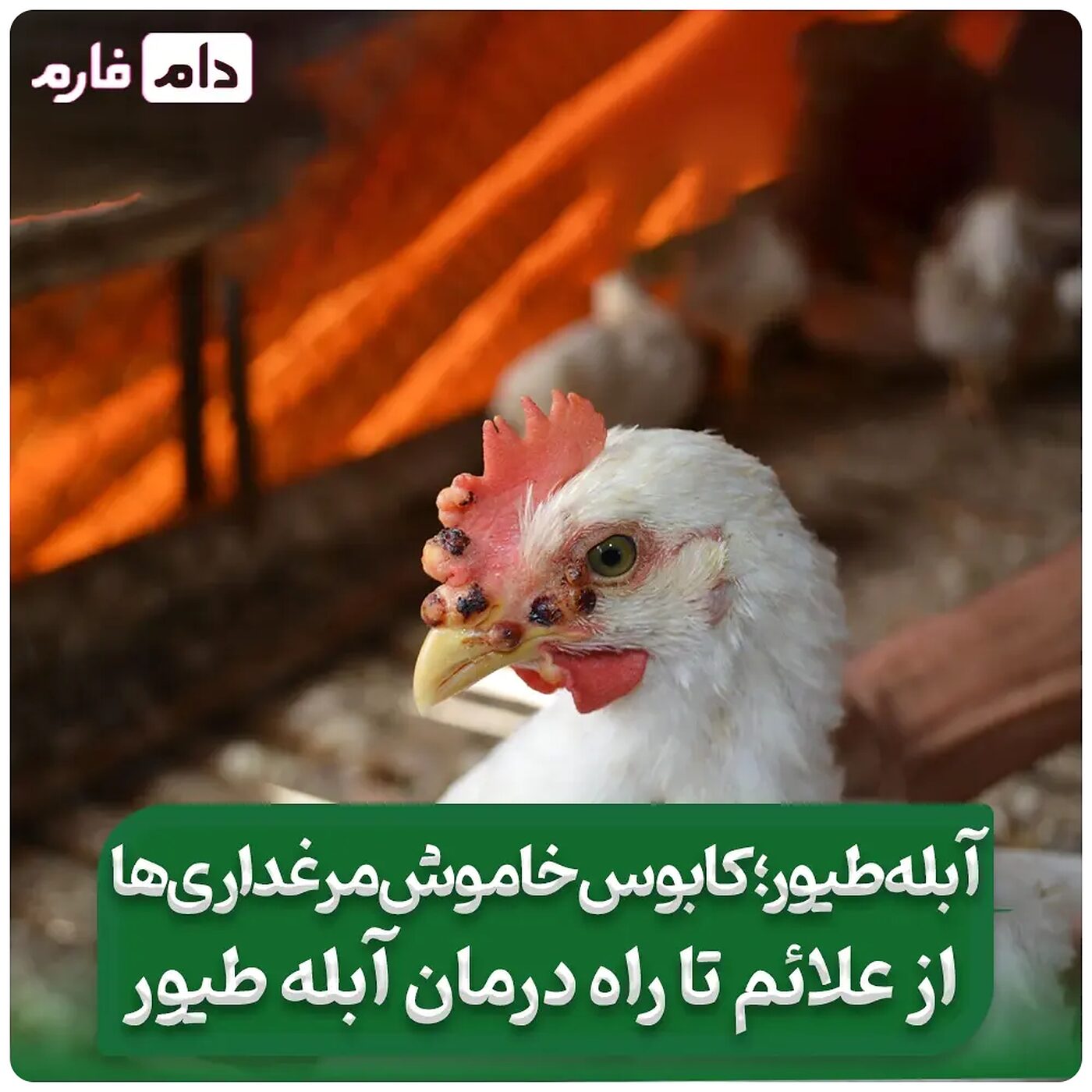 _از_علائم_تا_راه_درمان_آبله_طیور_|_آبله_طیور؛_کابوس_خاموش_مرغداری‌ها__