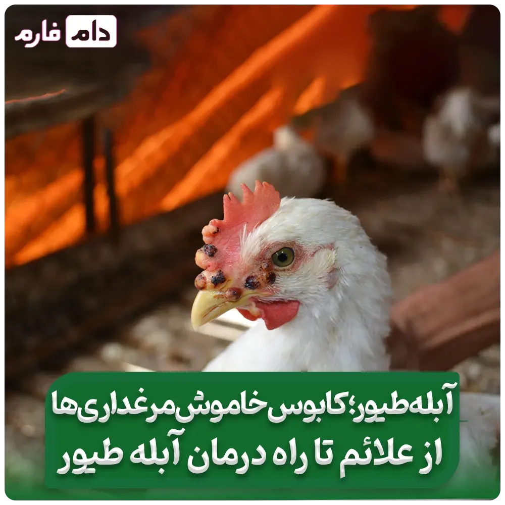_از_علائم_تا_راه_درمان_آبله_طیور_|_آبله_طیور؛_کابوس_خاموش_مرغداری‌ها__