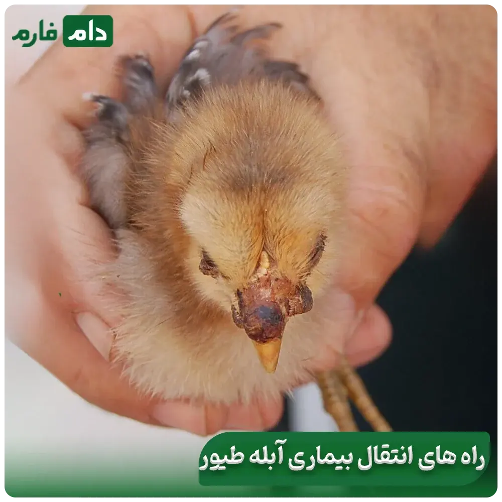 From-symptoms-to-treatment-of-fowlpox--Fowlpox-the-silent-nightmare-of-poultry-farms