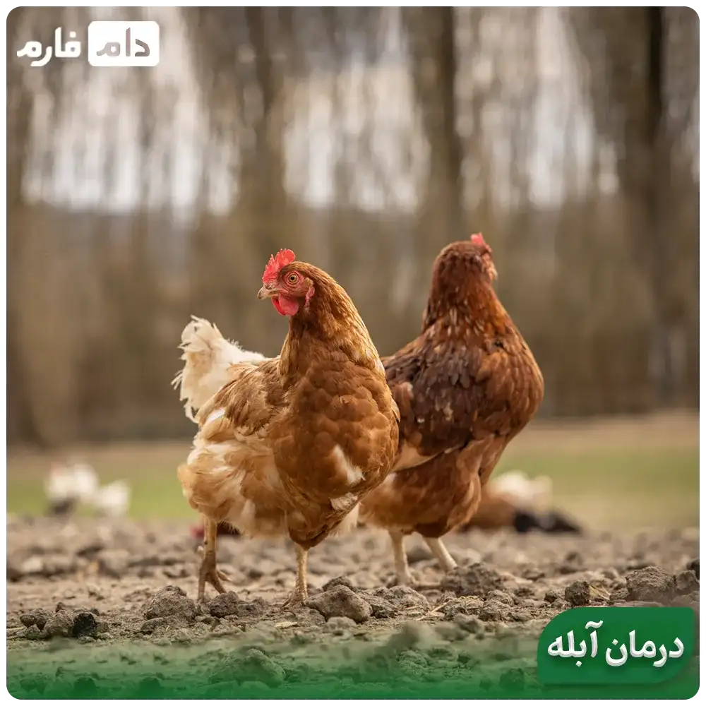 From-symptoms-to-treatment-of-fowlpox--Fowlpox-the-silent-nightmare-of-poultry-farms