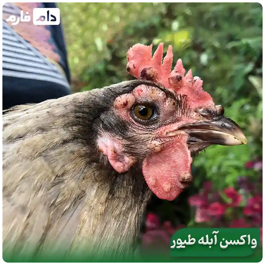 From-symptoms-to-treatment-of-fowlpox--Fowlpox-the-silent-nightmare-of-poultry-farms