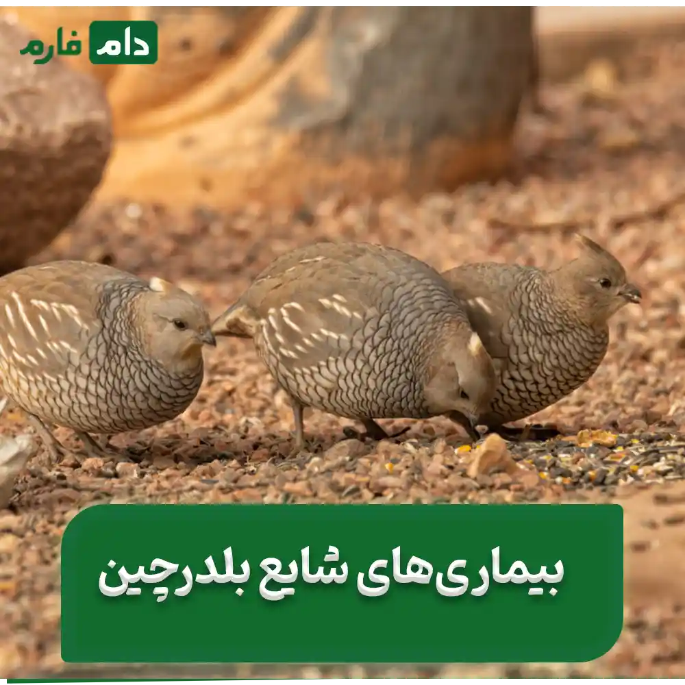 quail-diseases;-From-common-problems-to-treatment-and-prevention-methods