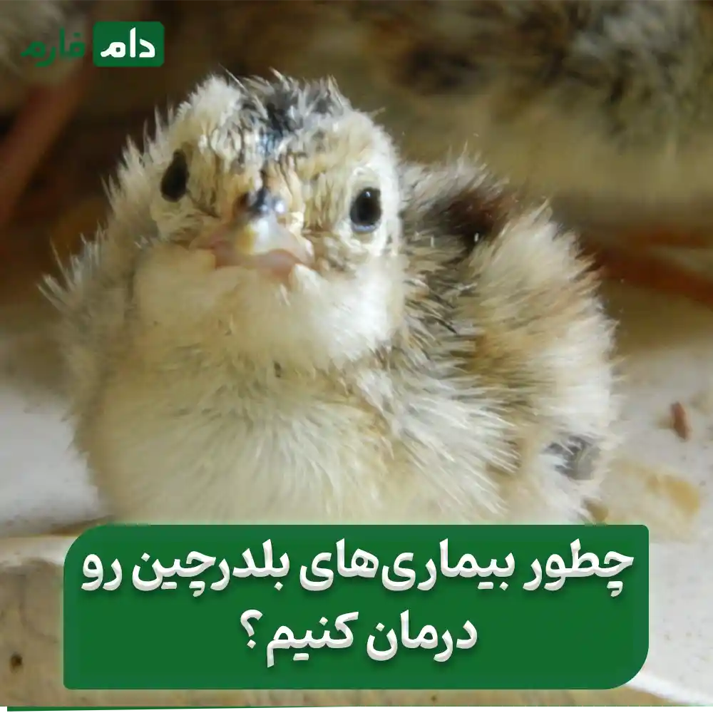quail-diseases;-From-common-problems-to-treatment-and-prevention-methods