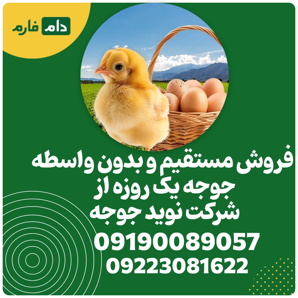 فروش_جوجه_یک_روزه_شرکت_نوید_جوجه_09190089057