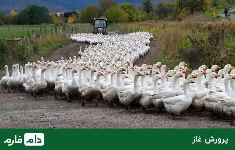 manage-the-breeding-of-different-poultry