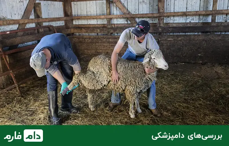 What-is-the-price-of-sheep-determined