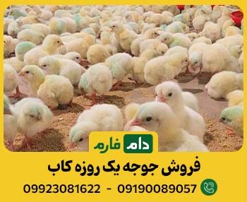 جوجه