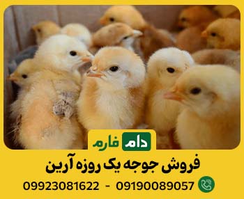 جوجه