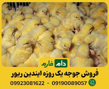 جوجه