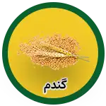 wheat