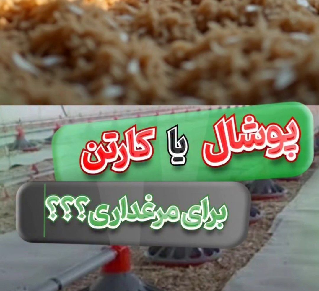 پوشال یا کارتن برای کف مرغداری