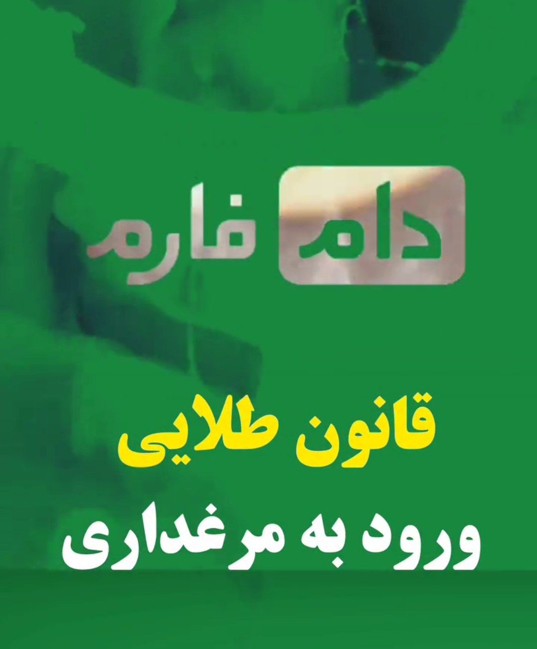 قانون طلایی ورود به مرغداری