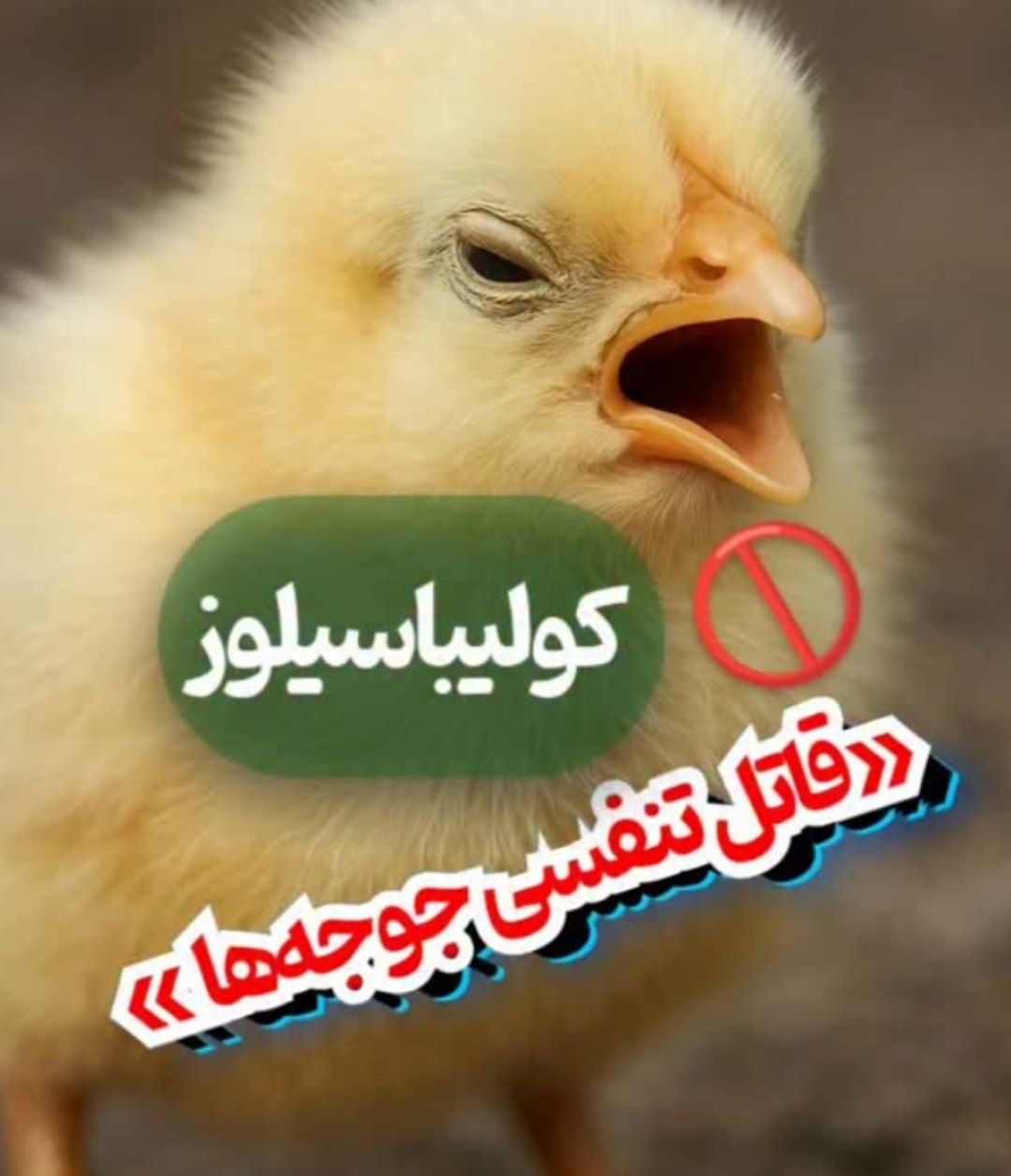 بیماری کولیباسیلوز